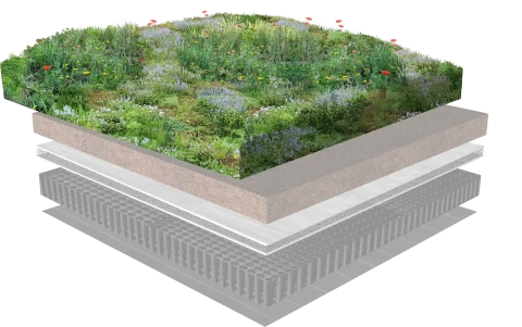 Het systeem 1 vegetatie Dakbloemenweide